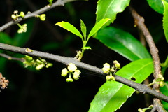 Hedycarya angustifolia