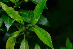 Hedycarya angustifolia