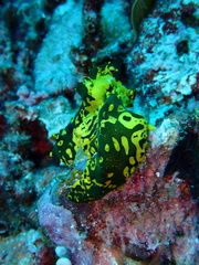 Notodoris gardineri