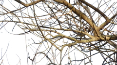 Microspingus melanoleucus