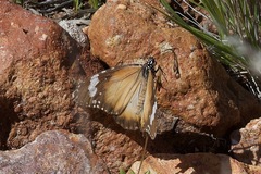 Danaus petilia