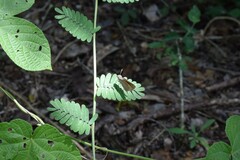 Lerodea eufala eufala