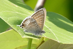 Theclinesthes onycha
