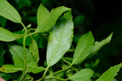 Hedycarya angustifolia
