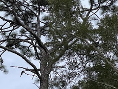 Meleagris gallopavo osceola