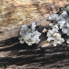 Tremella fuciformis