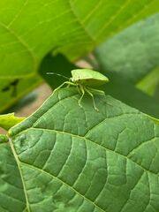 Nezara viridula