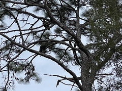 Meleagris gallopavo osceola