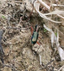 Heptodonta pulchella