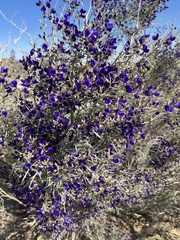 Psorothamnus schottii