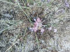 Ipomopsis multiflora