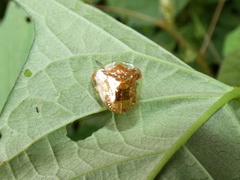 Charidotella tuberculata