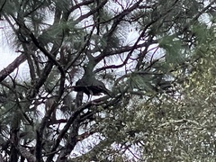 Meleagris gallopavo osceola