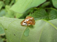 Charidotella tuberculata