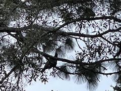 Meleagris gallopavo osceola