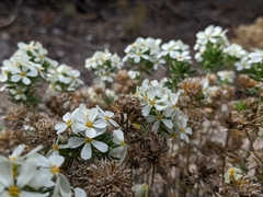 Leptosiphon nuttallii