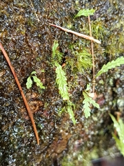 Cochlidium serrulatum