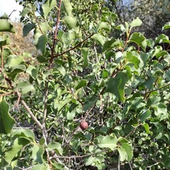 Prunus ilicifolia ilicifolia