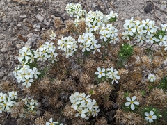 Leptosiphon nuttallii