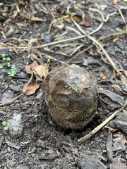 Pisolithus
