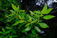 Hedycarya angustifolia