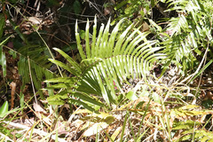 Telmatoblechnum indicum