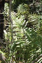 Telmatoblechnum indicum