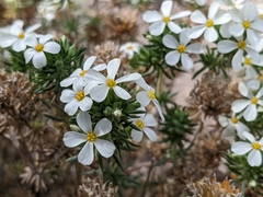 Leptosiphon nuttallii