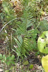 Telmatoblechnum indicum