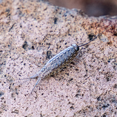 Ligia exotica