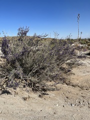 Psorothamnus schottii