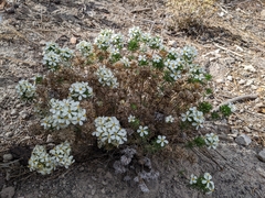 Leptosiphon nuttallii