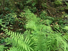 Pelazoneuron kunthii