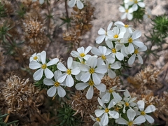 Leptosiphon nuttallii