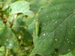 Draeculacephala clypeata