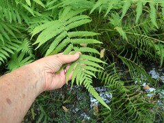 Pelazoneuron kunthii