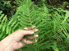 Pelazoneuron kunthii