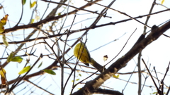 Basileuterus culicivorus