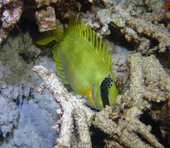 Siganus puellus