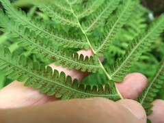 Pelazoneuron kunthii