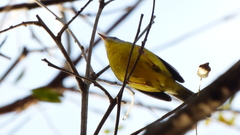 Basileuterus culicivorus