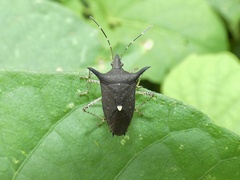 Proxys albopunctulatus