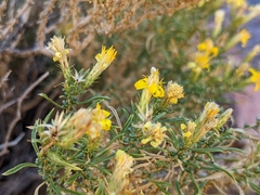 Ericameria nana