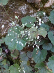 Heuchera puberula