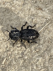 Phloeodes diabolicus