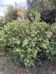 Prunus ilicifolia ilicifolia