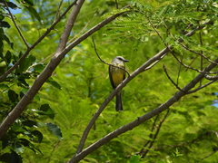 Tyrannus melancholicus