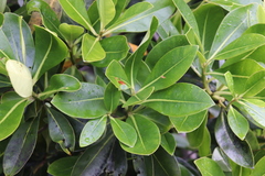 Myrsine lessertiana