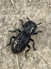 Phloeodes diabolicus