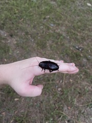 Eurycotis floridana